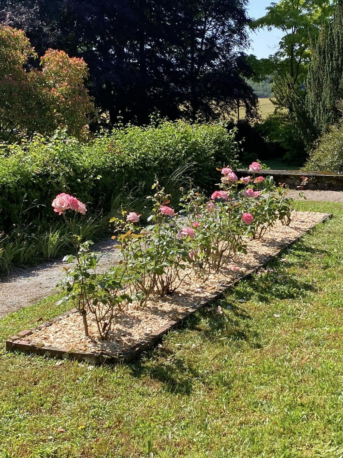 entretien massif de rosiers les jardins du Taurion en Haute-Vienne