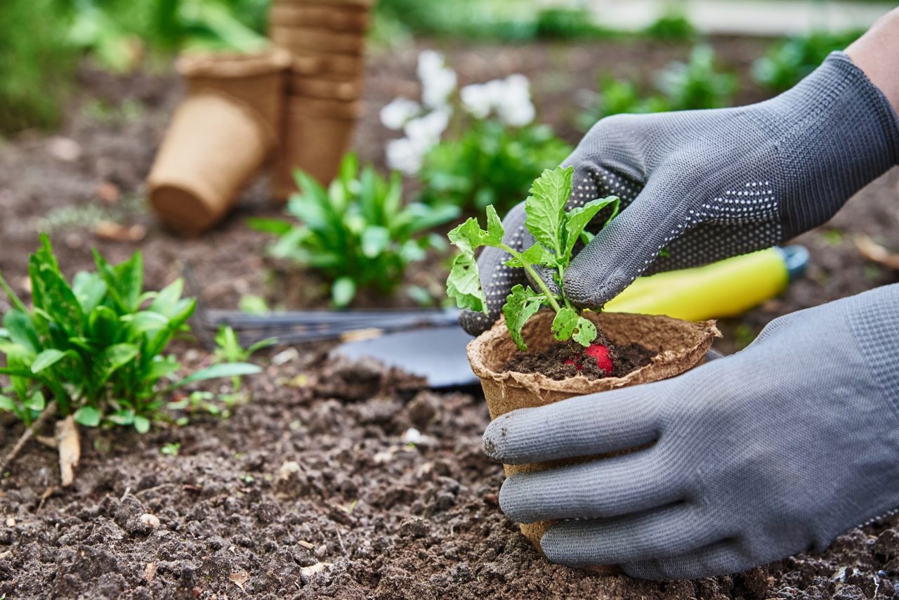 plantation jardin les jardins du Taurion en Haute-Vienne