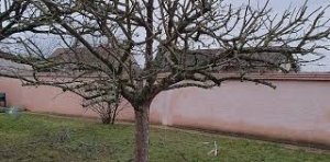 elagage haute vienne - Taille d'arbre en limousin