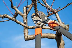 taille d'arbre fruitier afin d'obtenir une meilleure récolte