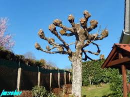 taille spécifique au niveau de la boule de graisse qui a été constituée les années précédentes afin de permettre la formation des bouveaux départs de branches